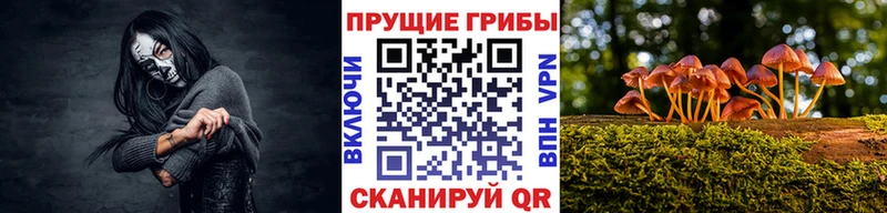 Галлюциногенные грибы Psilocybe  Буинск 
